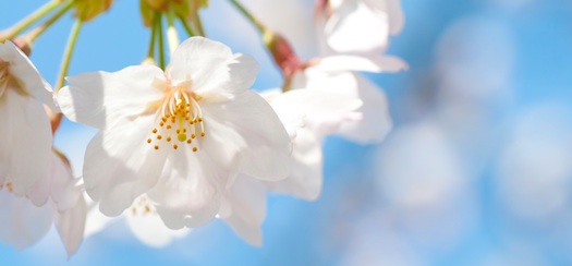 桜の花が咲く頃に、またお会いしましょう!!